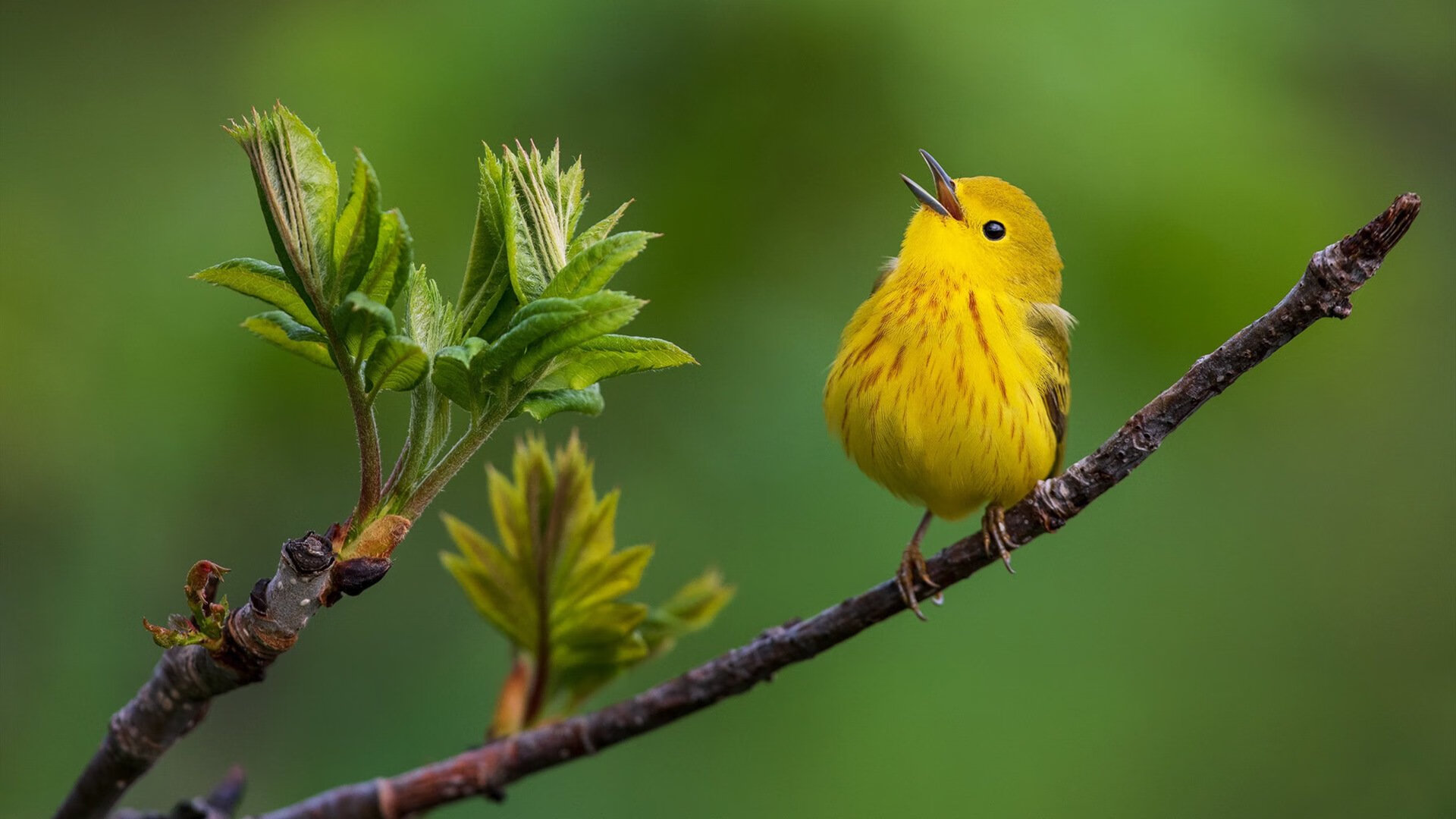 首次碰撞，比利时国家队轻取莱比锡红牛，苏亚雷斯上演世纪传射