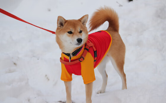 银箭与跃马的对决，威廉姆斯惊艳逆袭，汉密尔顿状态燃烧赛场