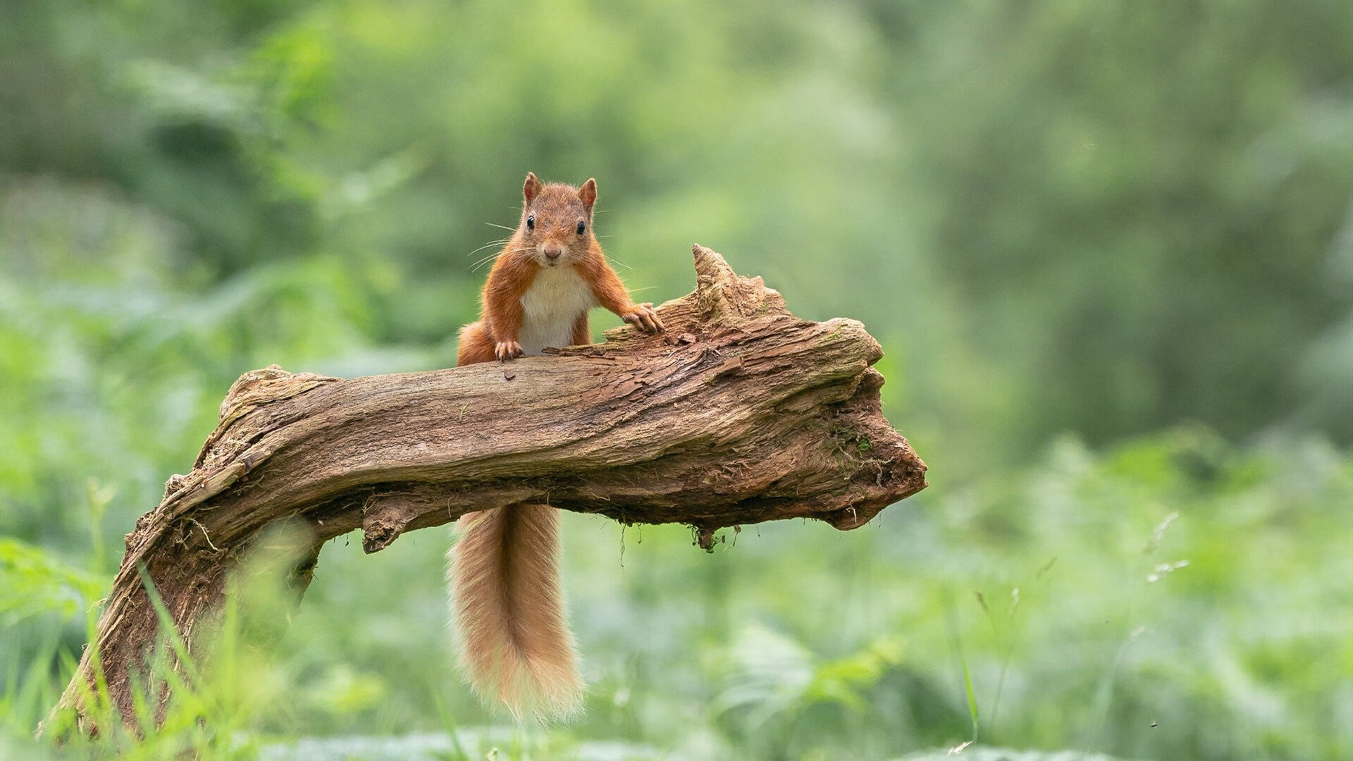 征服者之夜,当哈弗茨点燃柏林,塞内加尔人的足球赞歌响起