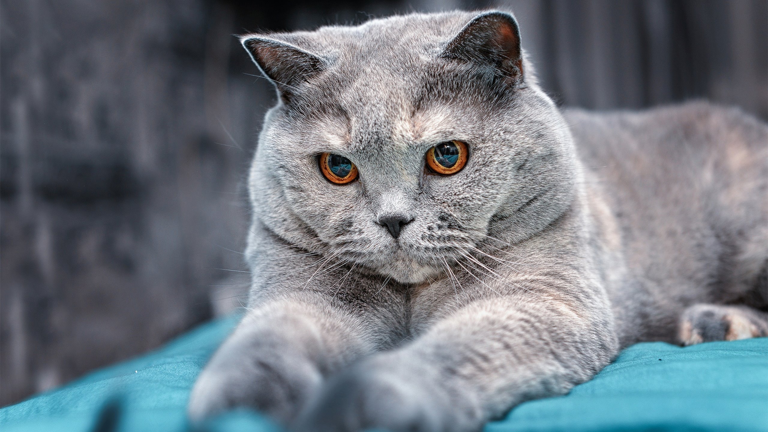 强度压制,当广厦队与德罗赞跨越时空的同频共振