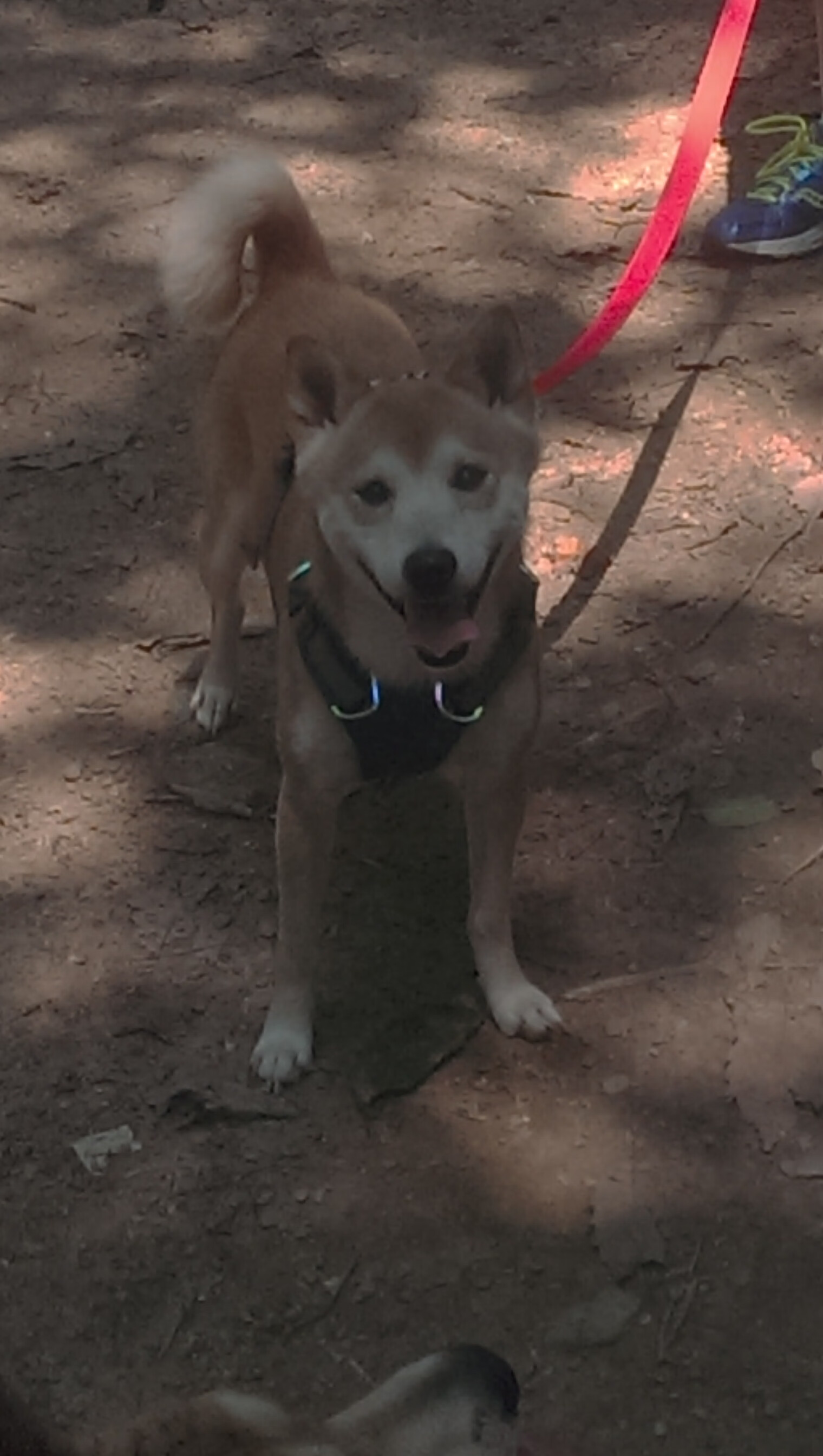 当鹰击长空遇见南美堡垒，竞技体育中的突破与坚守