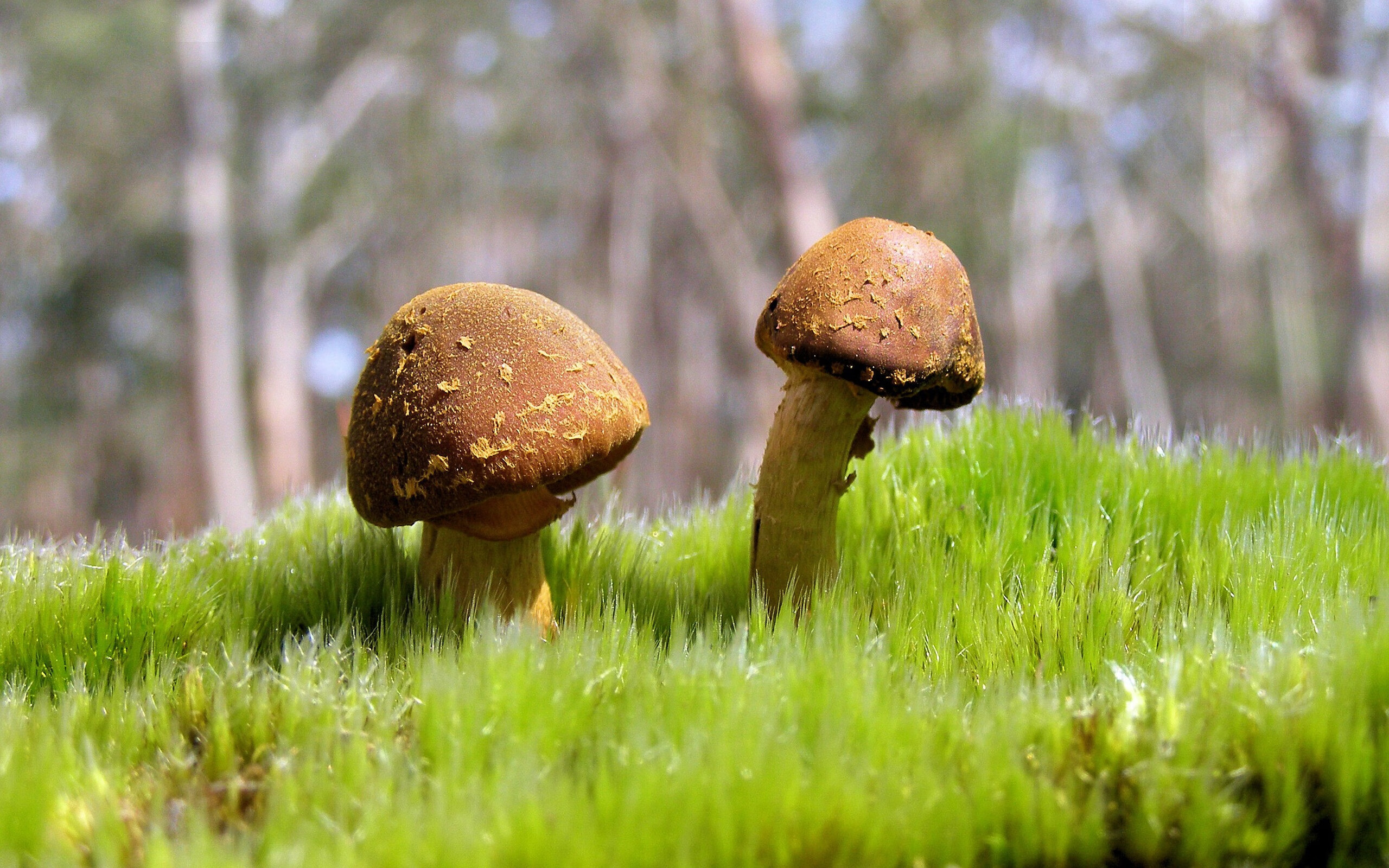 跨界之战,当国王队遇见辽宁队,伦纳德致命一击改写结局