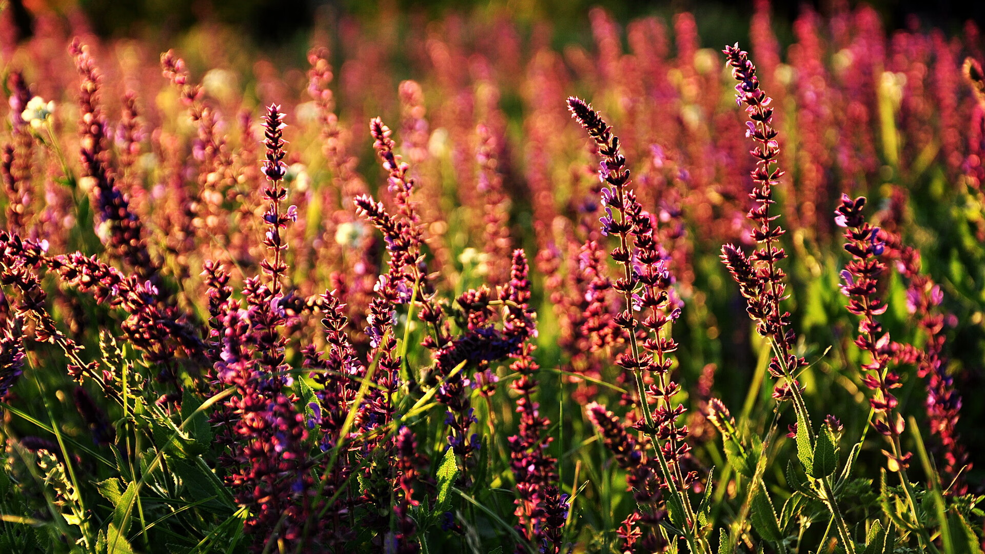 戈贝尔非常规武器爆发，开拓者依靠非典型胜利强势击落鹈鹕