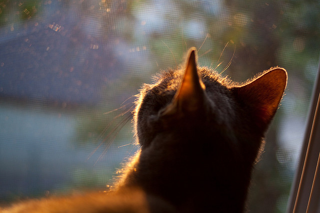 克莱-汤普森教科书式回归，布克0.7秒绝杀助太阳力克猛龙