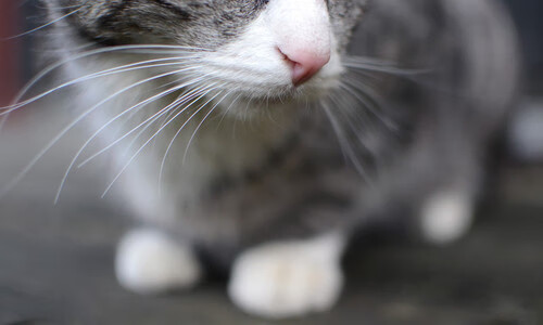 真正的硬仗之王，不是横扫千军，而是绝处逢生的勇气