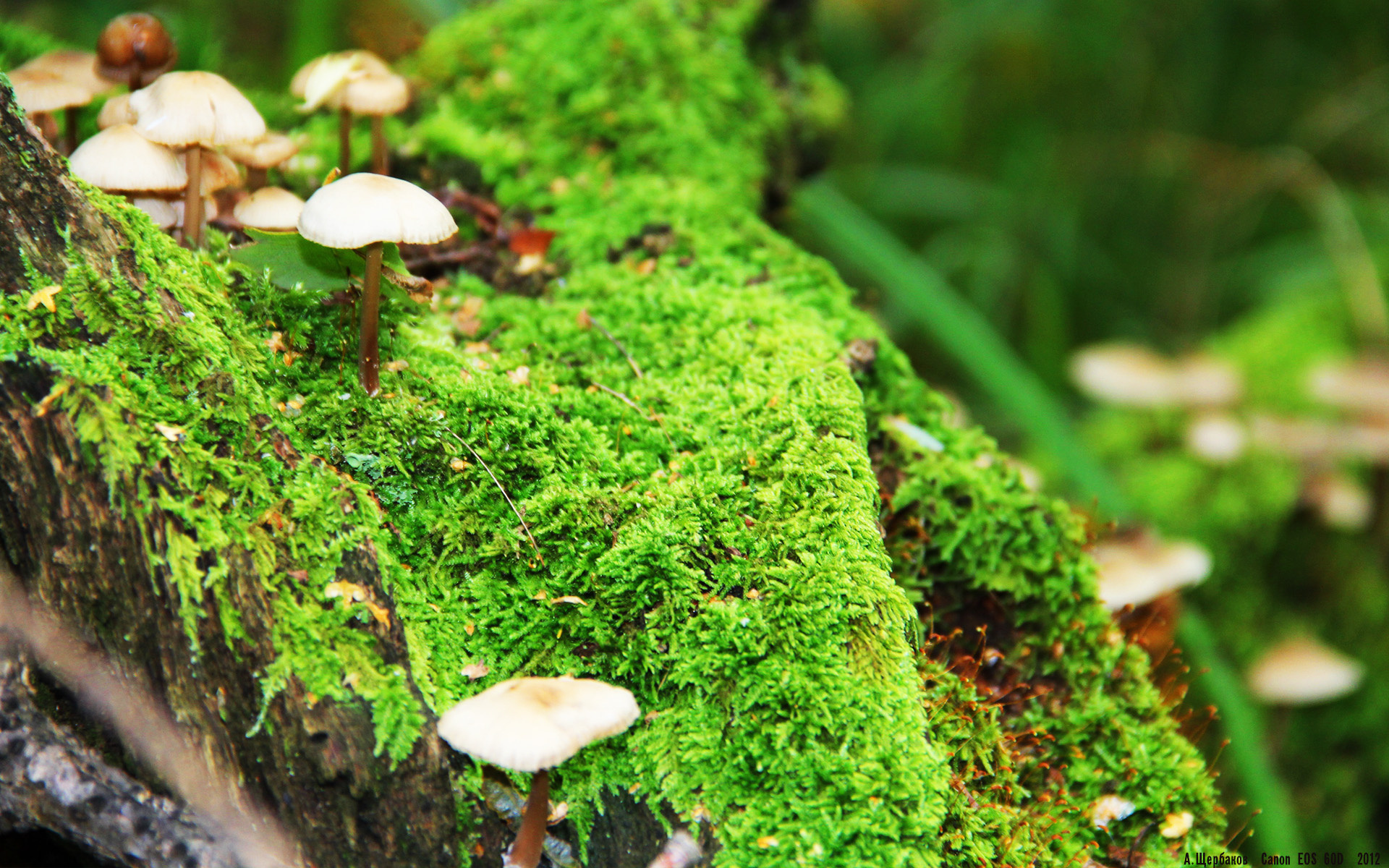 上帝之手与武士之殇，当个人能力遭遇集体硬仗