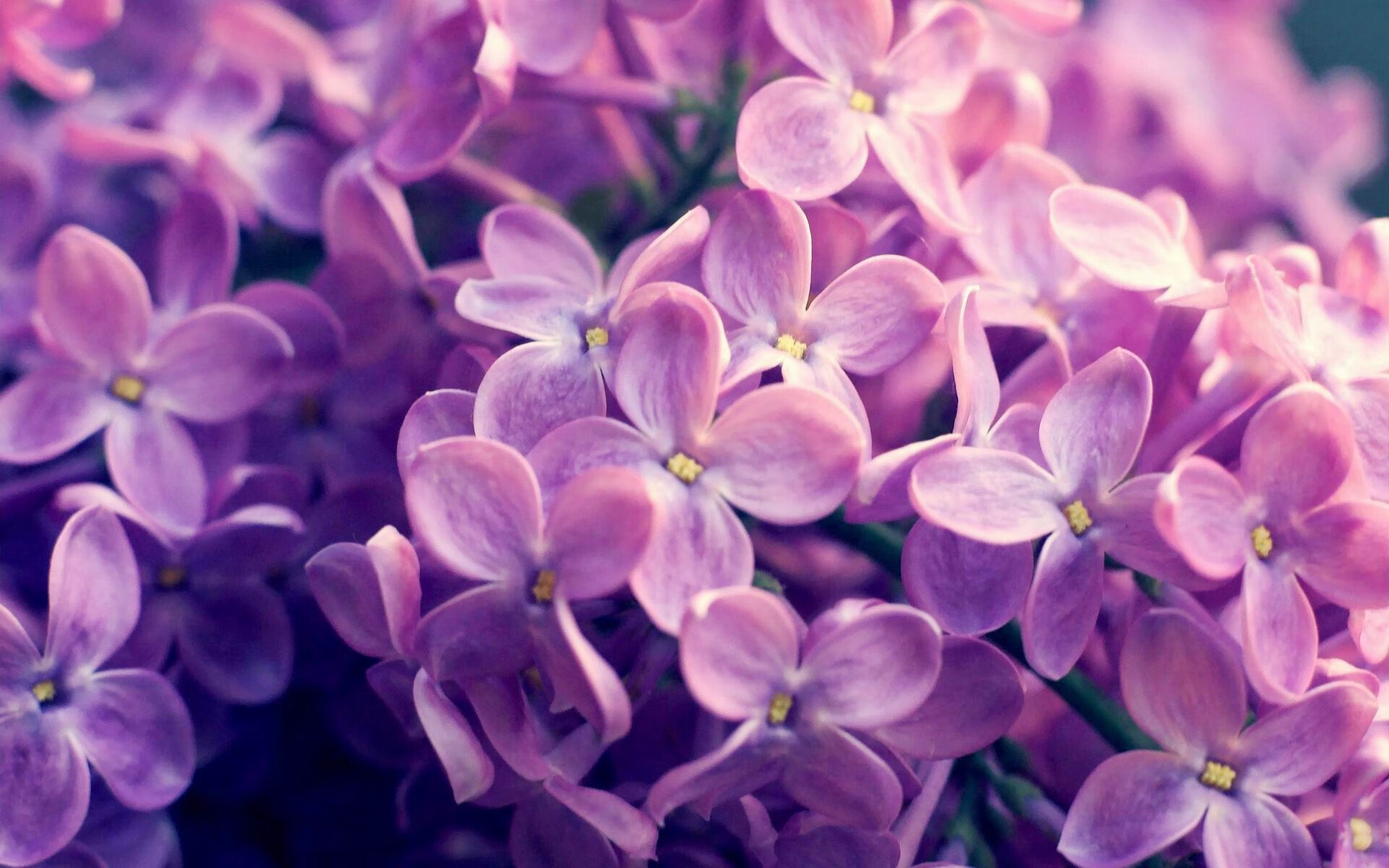 马丁内利狂暴撕裂防线,谁挡得住这样的巴西?