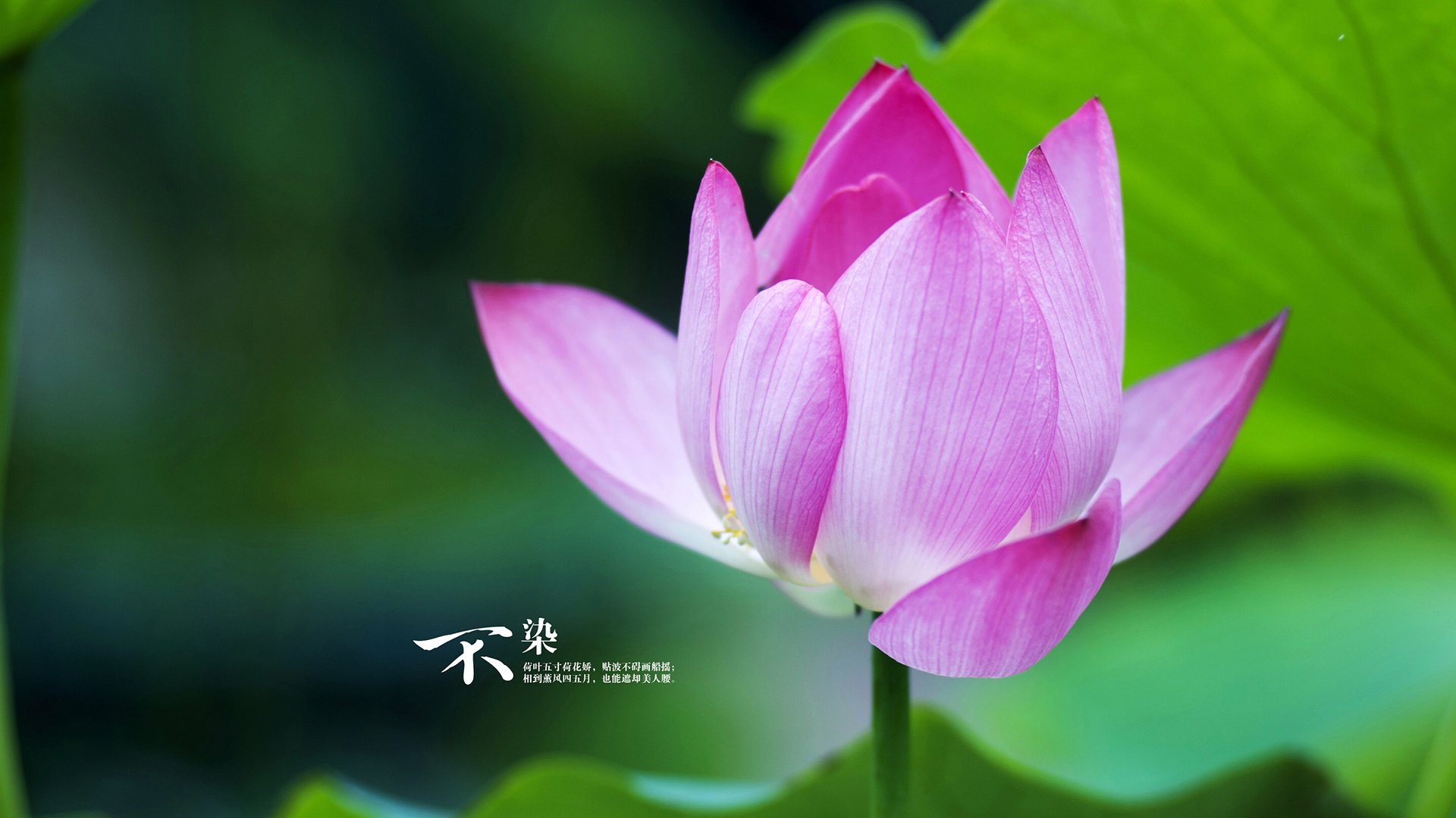 永恒之城奏凯歌,卢卡库一剑封喉,罗马主场粉碎瑞士铁壁