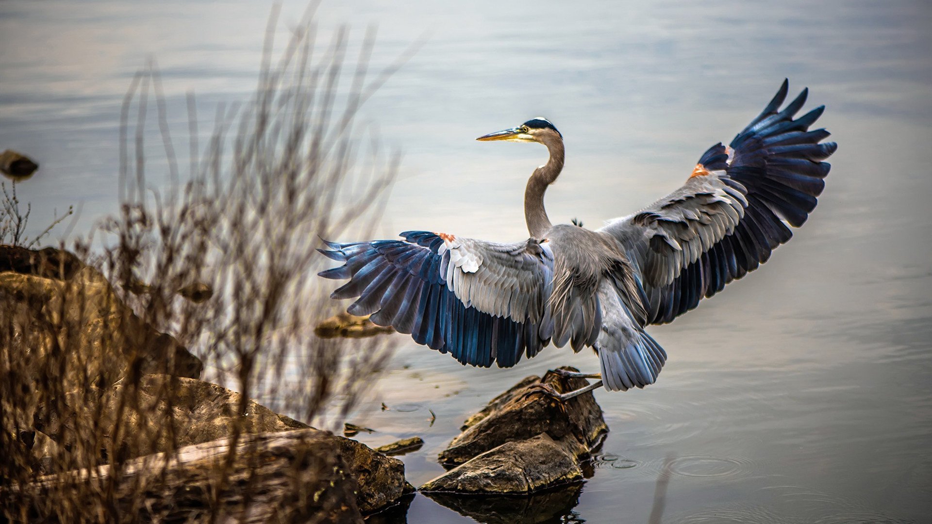 赛道灰姑娘,巴林揭幕战,奇才车队如何击破传统豪门壁垒