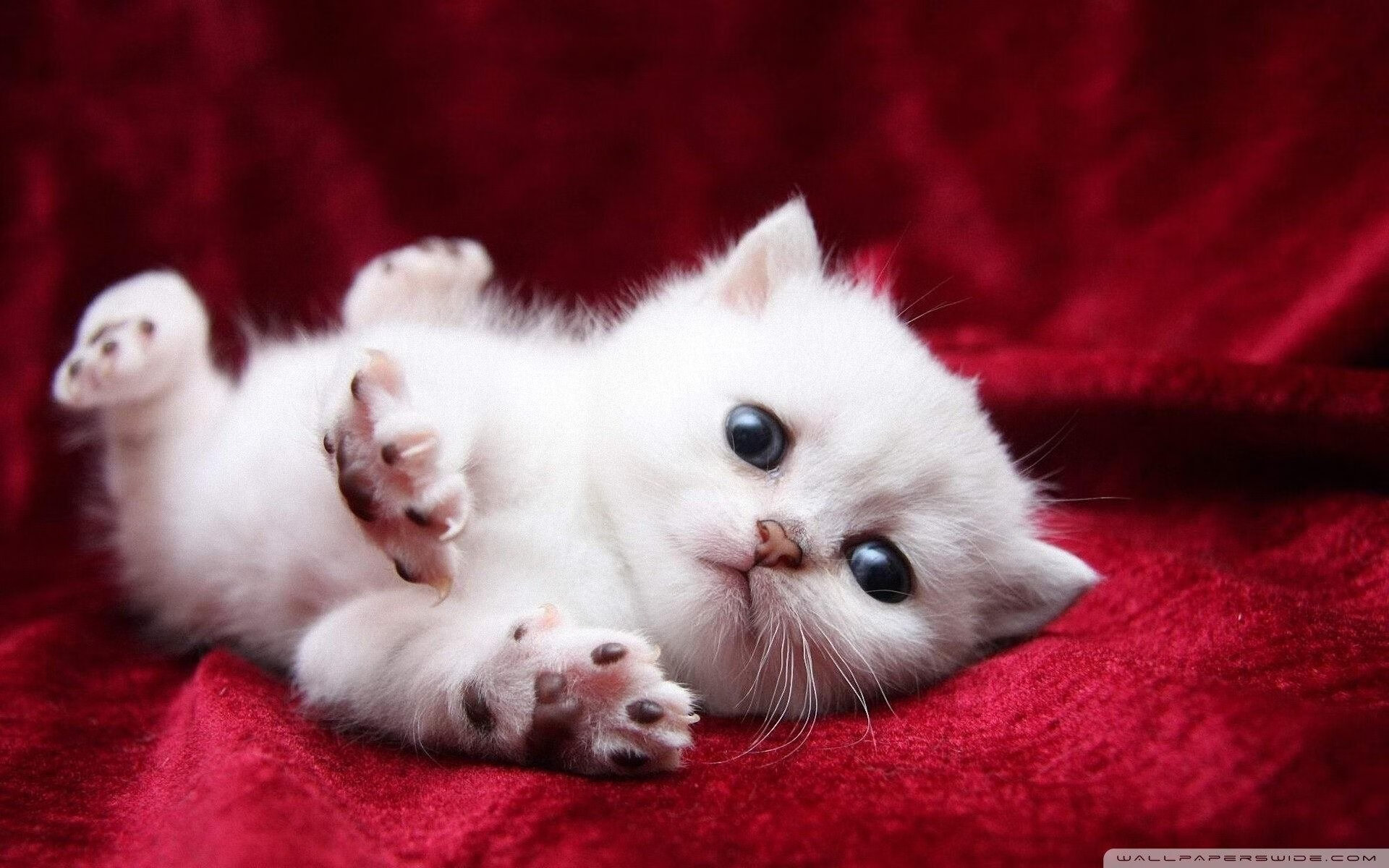 冰与火之歌，当北欧铁骑邂逅南美风暴，卡马文加的三重奏