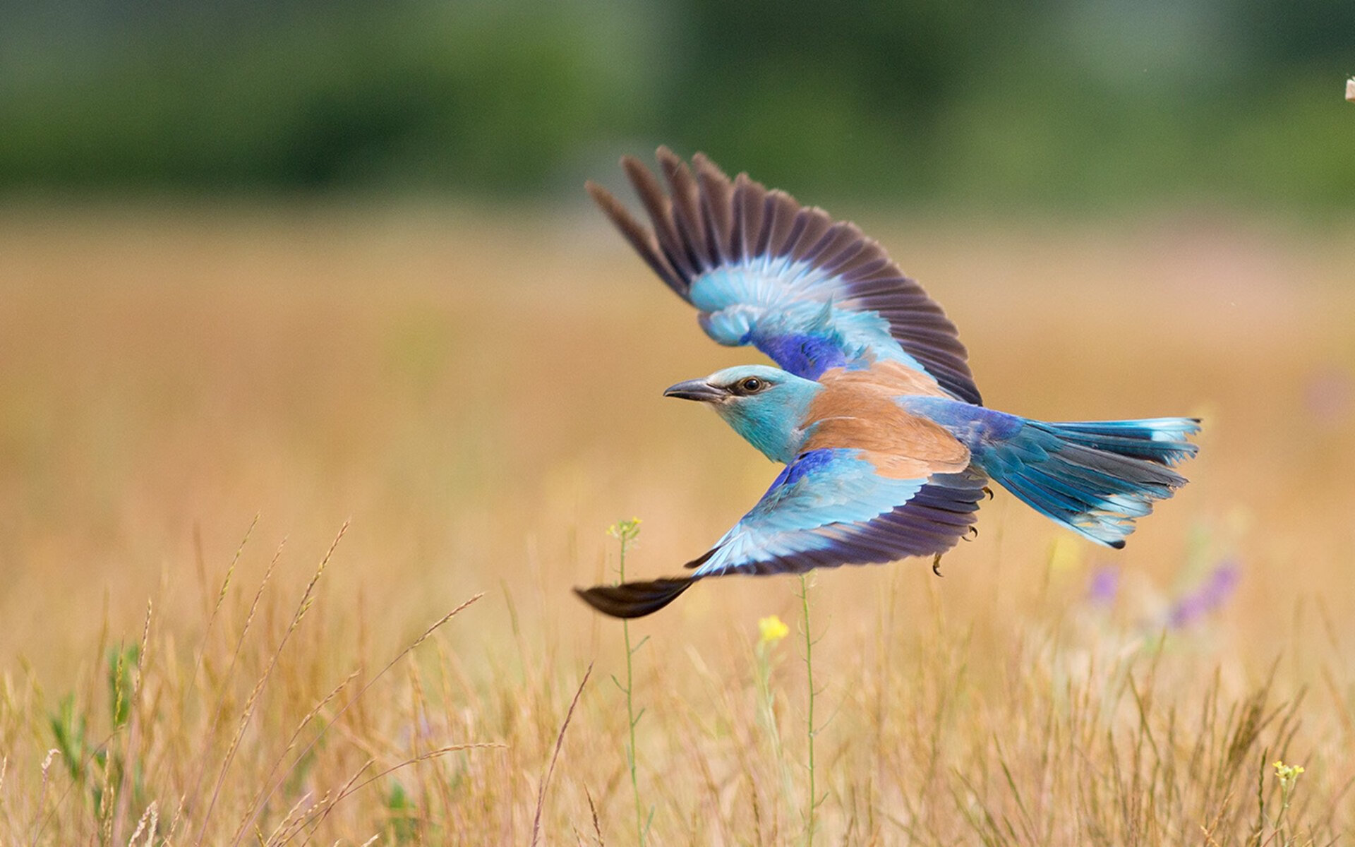 当方程式化作无声交响乐,戈麦斯是如何在都市迷宫中锁死对手的