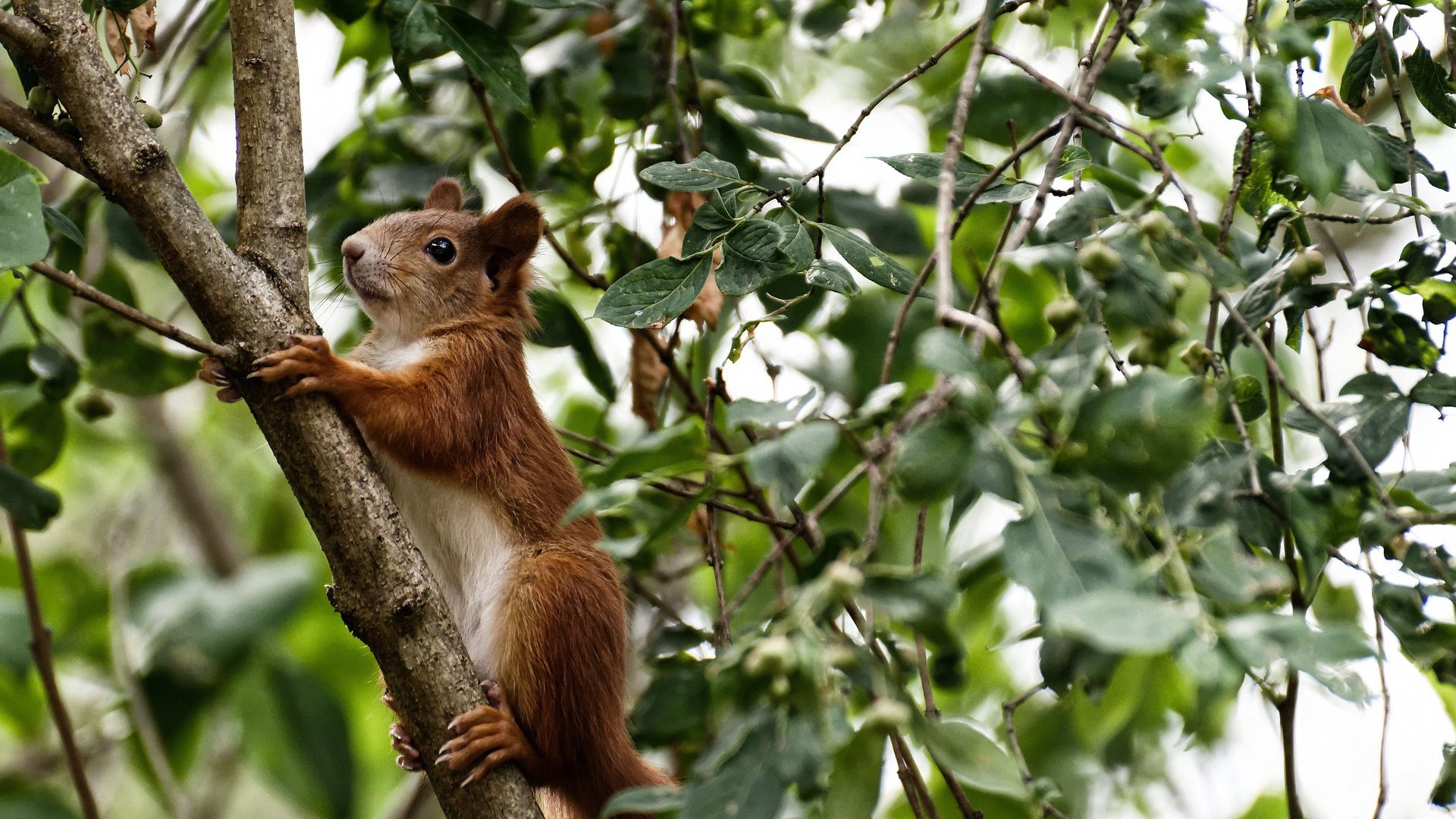 唯一之门,当库尔图瓦在2026E组生死战中封堵葡萄牙的命运